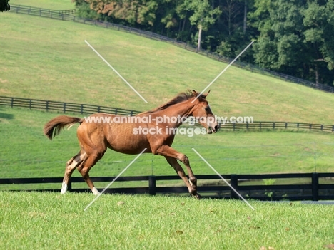 holstein foal running in field