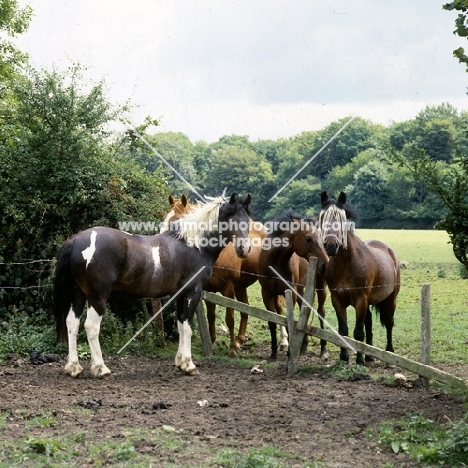 group of ponies, one with fly fringe, in field with insecure fencing