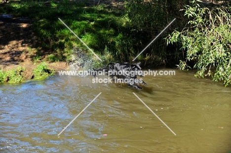 Flat Coated Retriever jumping into water