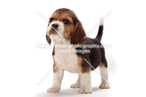 Beagle puppy on white background