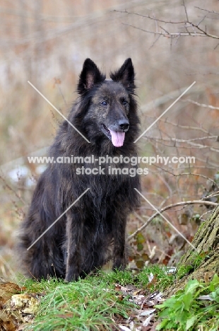 Longhaired Dutch Shepherd Dog 