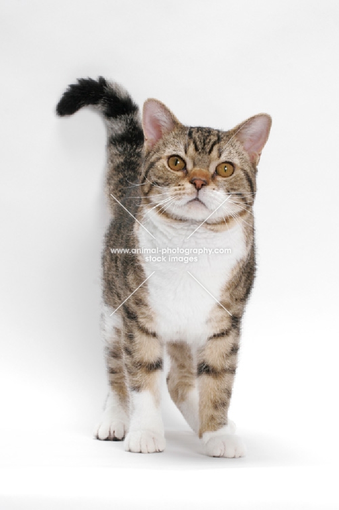 American Wirehair, Brown Mackerel Tabby & White on white background