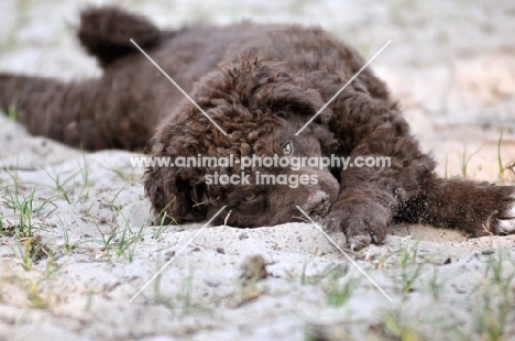 Wetterhound puppy lying down