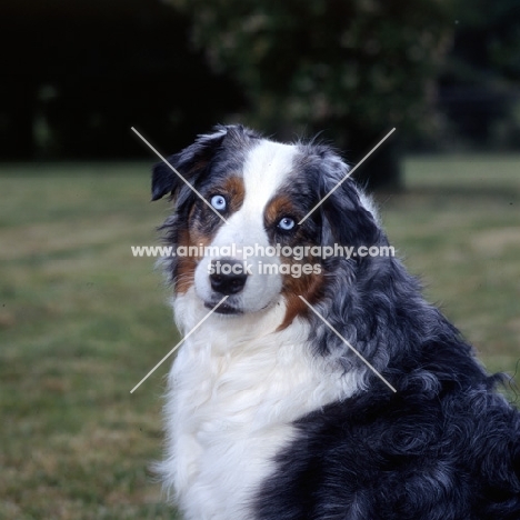 blue eyed australian shepherd dog