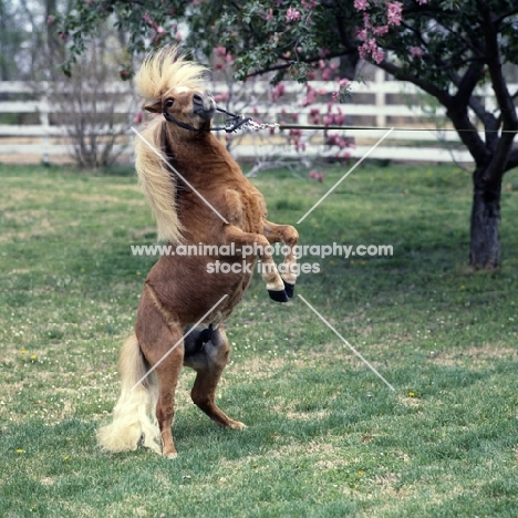 American miniature horse rearing, shadyacres jonko