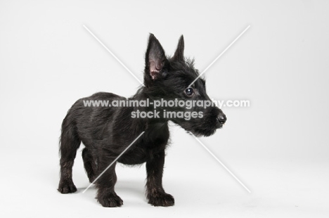 Black Scottish Terrier puppy in studio.