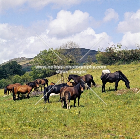 fall out, dartmoor mare with her foal, shilstone rocks baccarat, young stallion right, with group of shilstone rocks mares and foals in field