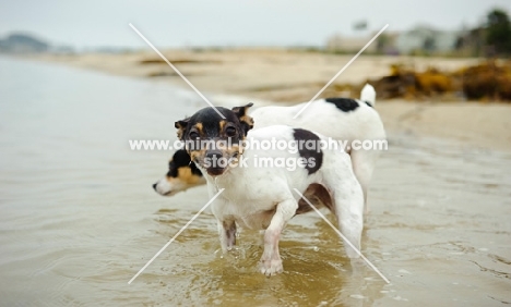 two Toy Fox Terrier in water