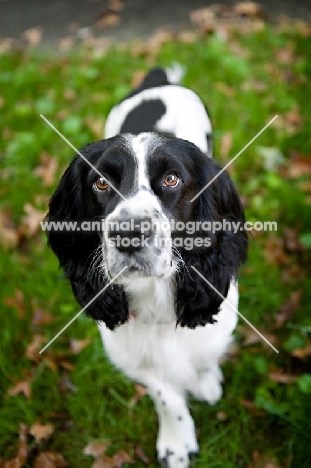 springer spaniel standing in grass