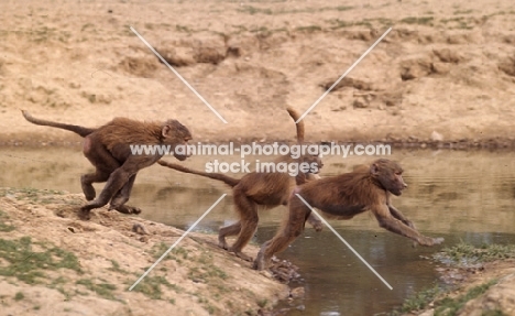 baboons in windsor safari park jumping stream