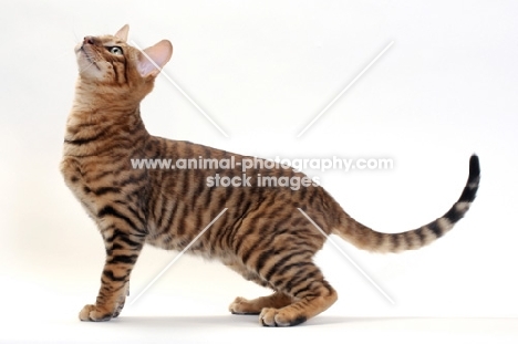 Toyger cat looking up, Brown Mackerel Tabby colour