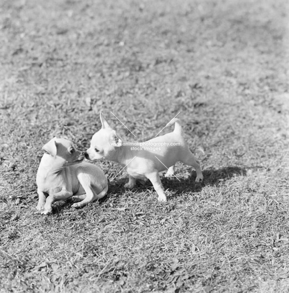 two chihuahua puppies looking at each other, nose to nose