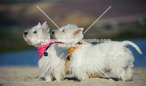 two West Highland White Terrier wearing scarfs on beach