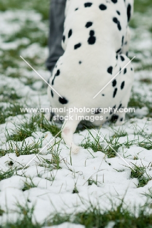 Dalmatian sitting on snow