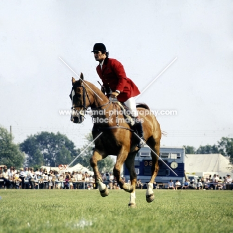 show jumper, 3 counties show ‘75
