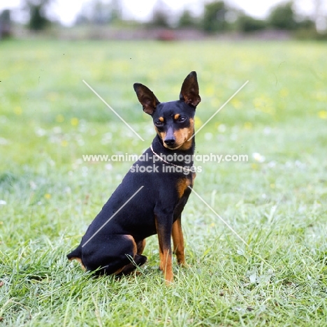 i'm your man at blandora, miniature pinscher sitting in grass