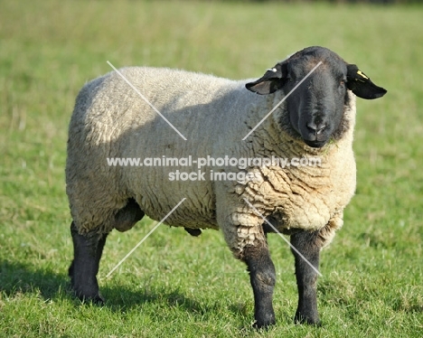 suffolk ram