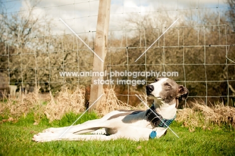 Lurcher lying down