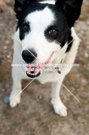 Collie x Whippet smiling at camera