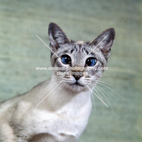 ch senty-twix frangipani, tabby point siamese cat looking into camera lens