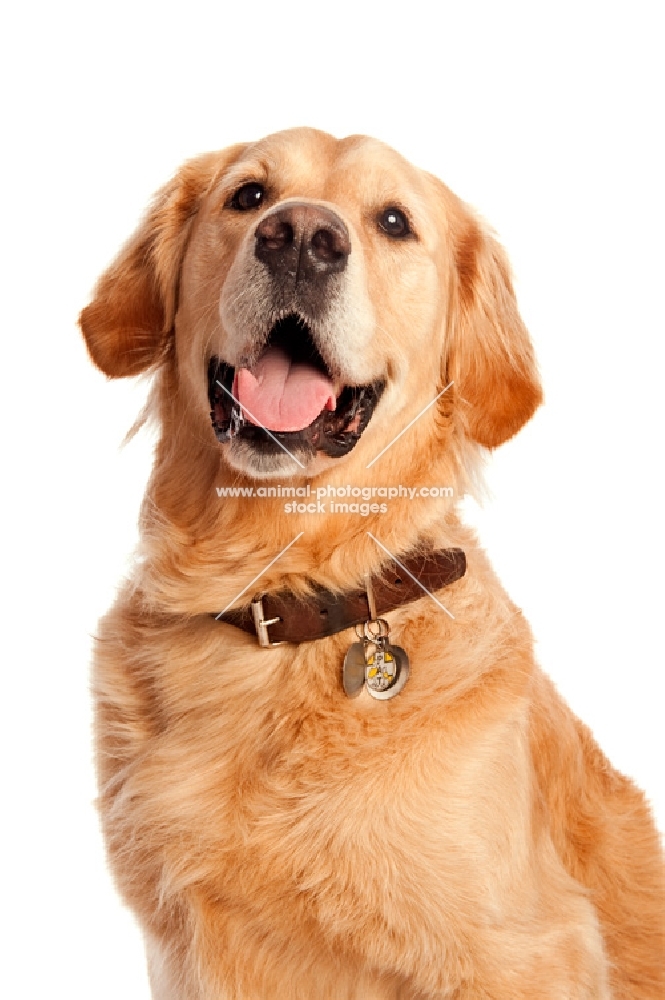 Golden Retriever smiling and happy