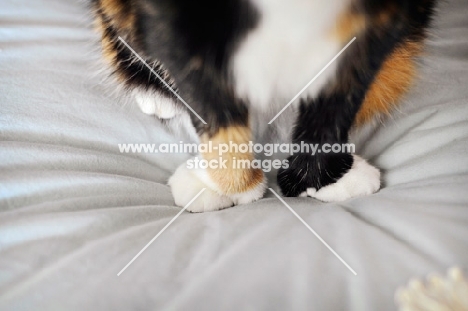 detail shot of polydactyl paws