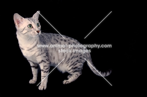 silver egyptian mau