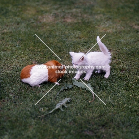 blue eyed white kitten looking at guinea pig