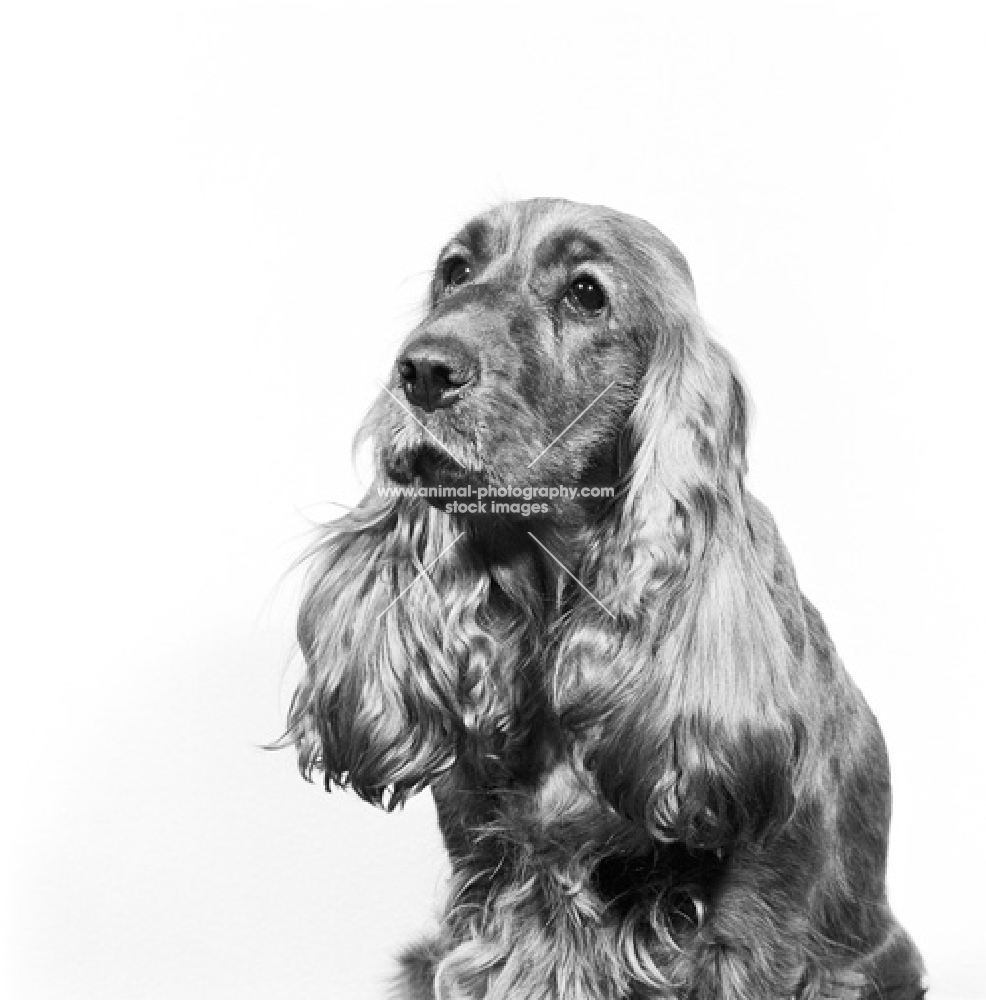 pet american cocker spaniel