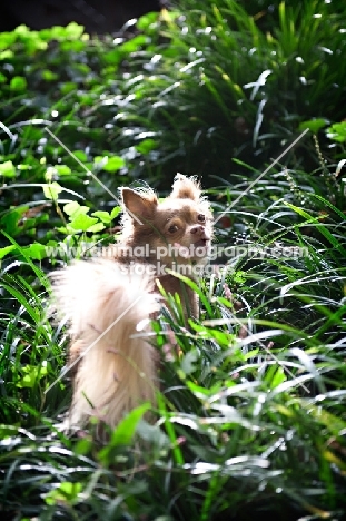 long-haired chihuahua in long grass looking over shoulder