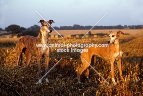 greyhound, rescued racer, and lurcher standing in a stubble field, roscrea emma, rosy