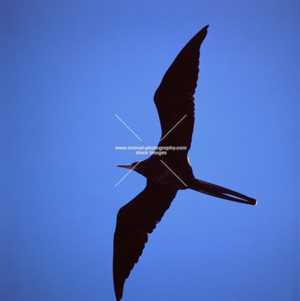 close up of great frigate bird flying off punta espinosa, fernandina island, galapagos islands