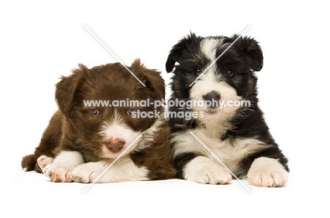 two bearded collie puppies isolated on a white background