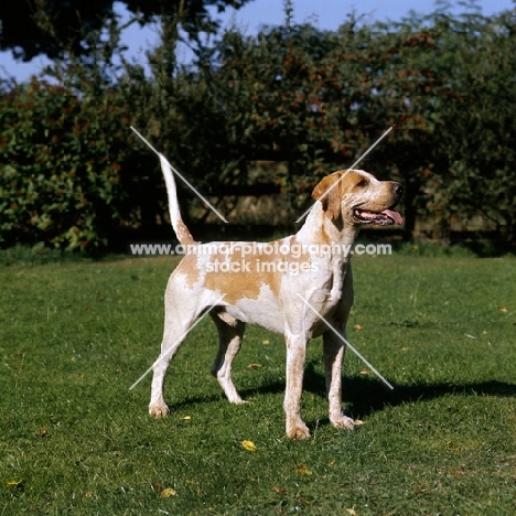 foxhound, vale of aylesbury hunt, standing on grass
