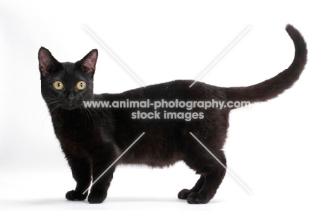 black shorthaired Munchkin