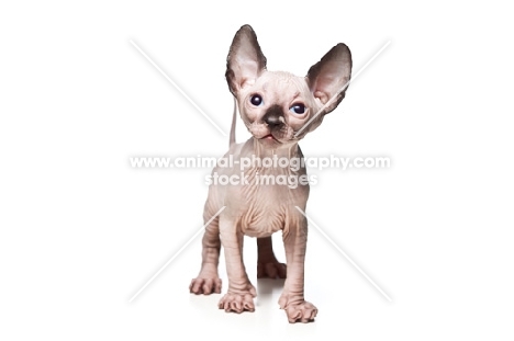 6 week old Sphynx kitten on white background