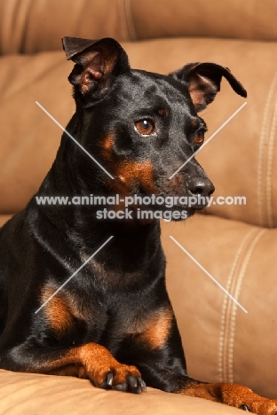 Miniature Pinscher (aka Min Pin) on sofa