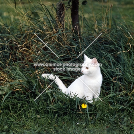 Orange eyed white in grass, ch dellswood saint