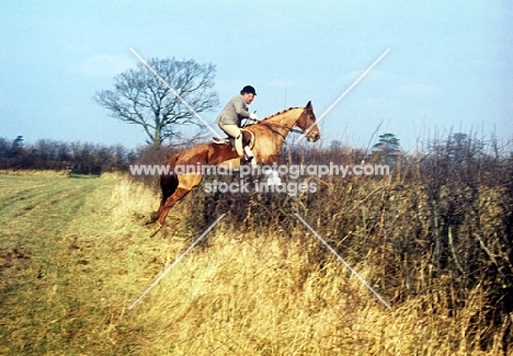 drag hunting, horse and rider jumping hedge 