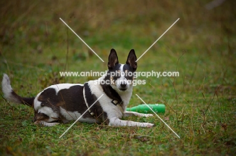 mongrel dog resting near toy