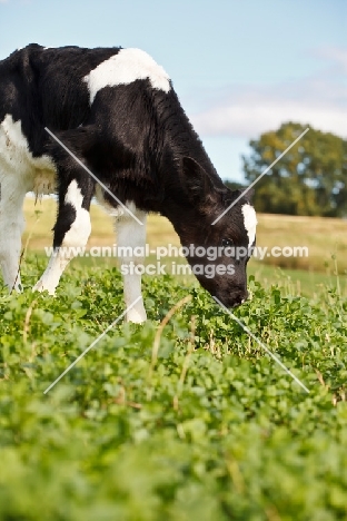 Holstein Friesian calf grazing