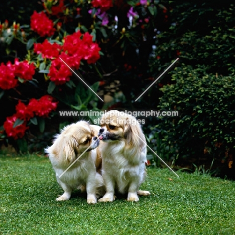  velrock lu-tsang at braeduke & velrock la-tru at braeduke,  two tibetan spaniels sitting on grass kissing