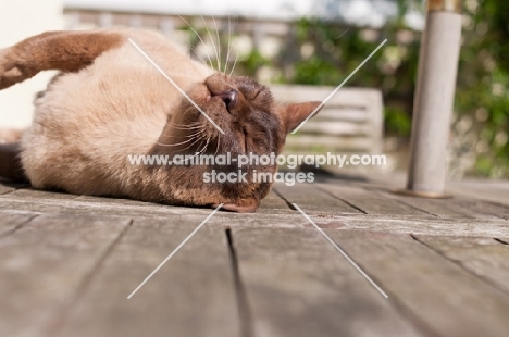 Burmese lying in sun, eyes closed