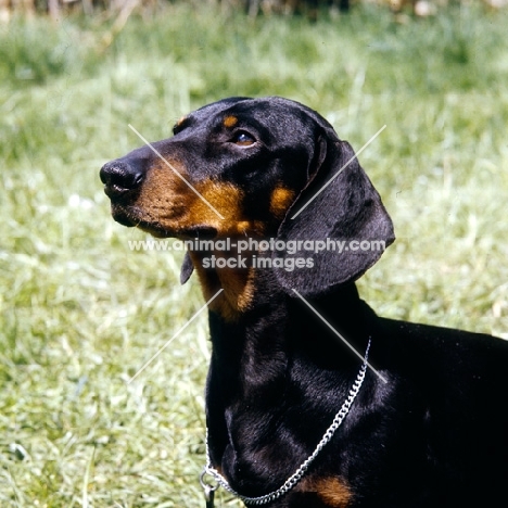 champion smooth haired dachshund, portrait