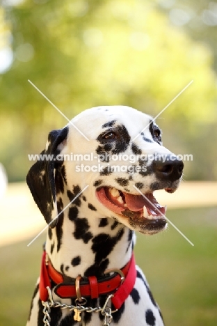 Dalmatian wearing red collar, looking aside