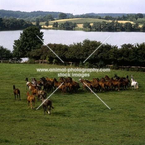 trakehners at trakehner gestüt rantzau