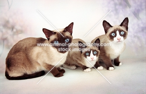 seal point Snowshoe cats