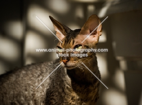 Cornish Rex portrait