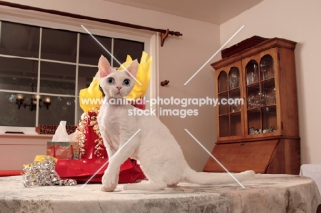 white Devon Rex on table