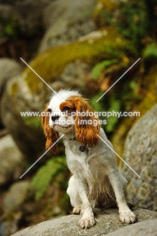 Cavalier King Charles sitting on rock.